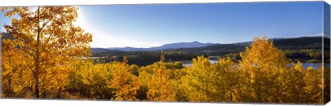 Framed Trees at Oxbow Bend, Grand Teton National Park, Wyoming Print