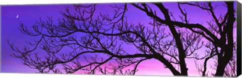 Framed Tree at Dusk, Purple Sky Print