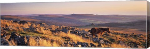 Framed Pony at Staple Tor, Devon, England Print