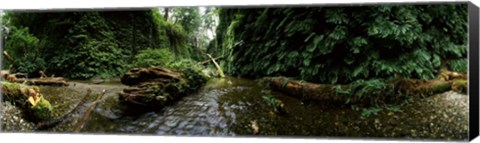 Framed Fern Canyon, Redwood National Park Print