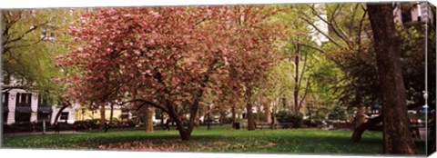 Framed Cherry blossom in  Madison Square Park, New York Print