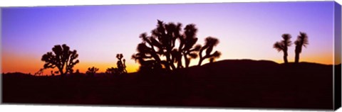 Framed Joshua Tree National Park, California Print