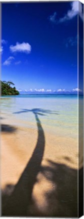 Framed Palm Tree Shadow, Tahiti, French Polynesia Print