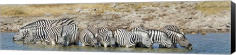 Framed Burchell&#39;s Zebras, Etosha National Park, Namibia Print