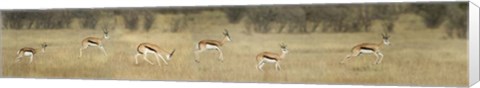 Framed Springbok, Etosha National Park, Namibia Print