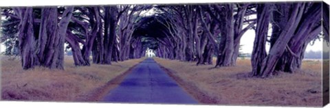 Framed Monterey Cypress Trees, Point Reyes, California Print