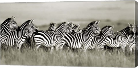 Framed Grant&#39;s Zebra, Masai Mara, Kenya Print