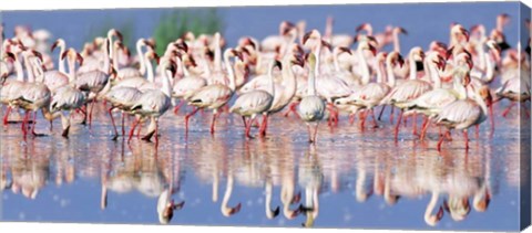 Framed Lesser Flamingo, Lake Nakuru, Kenya Print