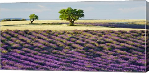 Framed Lavender Field and Almond Tree, Provence, France Print