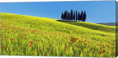 Framed Cypress and Corn Field, Tuscany, Italy Print