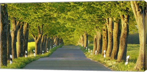 Framed Lime Tree Alley, Mecklenburg Lake District, Germany Print