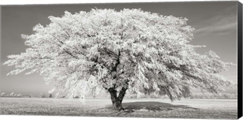 Framed Lime Tree with Frost, Bavaria, Germany Print