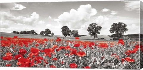 Framed Poppies and Vicias in Meadow, Mecklenburg Lake District, Germany Print