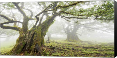 Framed Laurel Forest in Fog, Madeira, Portugal Print