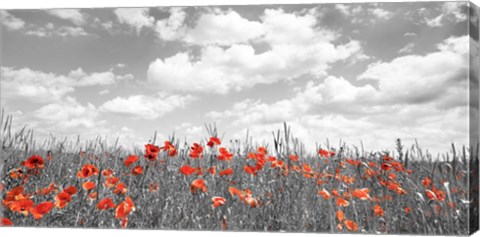 Framed Poppies in Corn Field, Bavaria, Germany Print