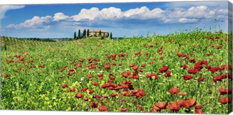 Framed Farm House with Cypresses and Poppies, Tuscany, Italy Print