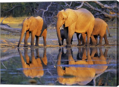 Framed African Elephants, Okavango, Botswana Print