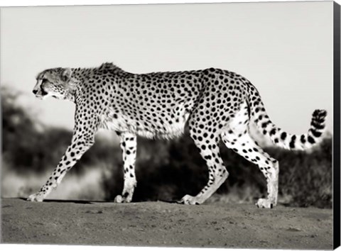 Framed Cheetah, Namibia, Africa Print