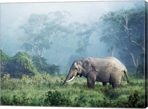 Framed African Elephant, Ngorongoro Crater, Tanzania Print