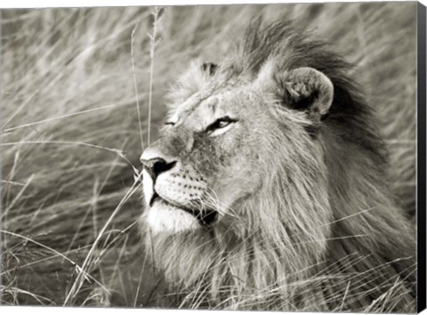 Framed African Lion, Masai Mara, Kenya 1 Print