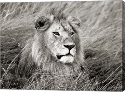 Framed African Lion, Masai Mara, Kenya 2 Print