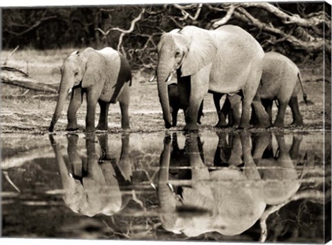 Framed African Elephants, Okavango, Botswana Print