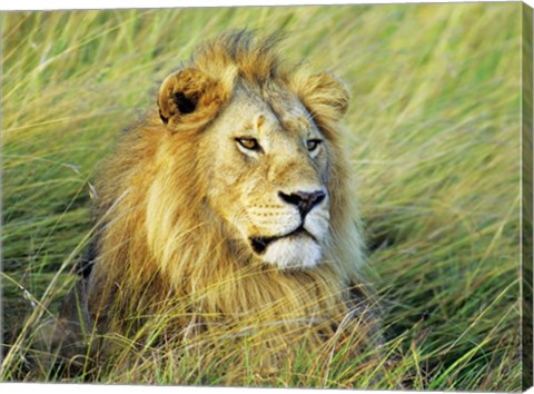 Framed African Lion, Masai Mara, Kenya Print