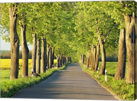 Framed Lime Tree Alley, Mecklenburg Lake District, Germany 1 Print