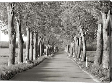 Framed Lime Tree Alley, Mecklenburg Lake District, Germany 2 Print