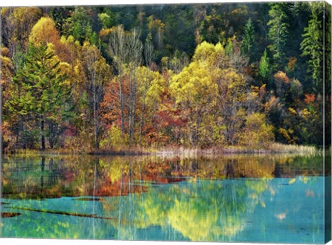 Framed Forest in autumn colours, Sichuan, China Print