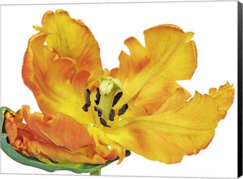 Framed Parrot Tulip Close-Up Print