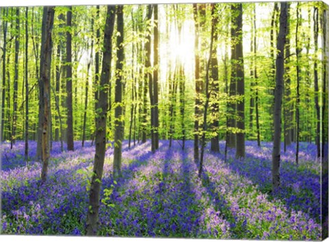 Framed Beech Forest With Bluebells, Belgium Print