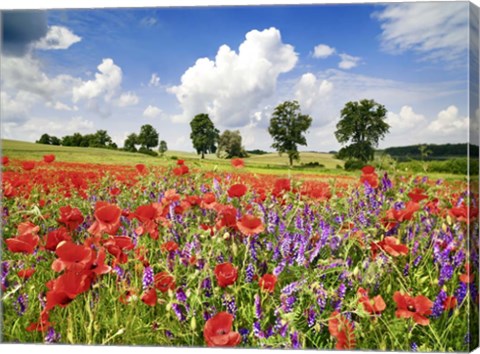 Framed Poppies And Vicias In Meadow, Mecklenburg Lake District, Germany Print