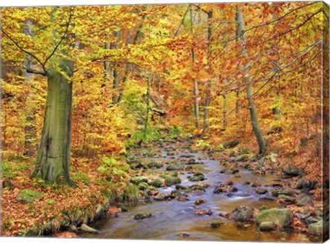 Framed Beech Forest In Autumn, Ilse Valley, Germany Print