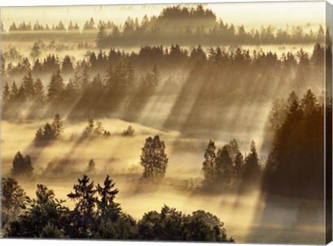 Framed Fog Impression At Sindelbachfilz, Bavaria, Germany Print