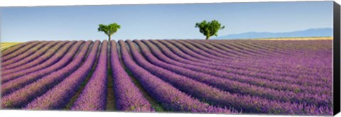 Framed Lavender Field, Provence, France Print