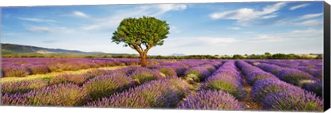 Framed Lavender Field And Almond Tree, Provence, France Print