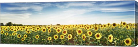 Framed Sunflower Field, Plateau Valensole, Provence, France Print