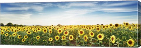 Framed Sunflower Field, Plateau Valensole, Provence, France Print