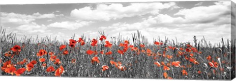 Framed Poppies In Corn Field, Bavaria, Germany Print