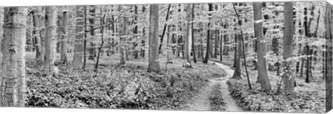 Framed Beech Forest, Germany Print