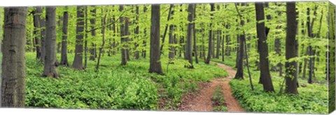 Framed Beech Forest, Germany Print