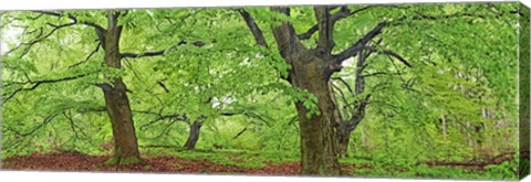 Framed European Beech, Kellerwald, Germany Print