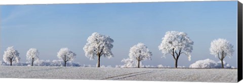 Framed Alley Tree With Frost, Bavaria, Germany Print