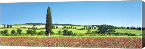 Framed Cypress In Poppy Field, Tuscany, Italy Print