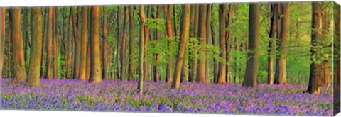 Framed Beech Forest With Bluebells, Hampshire, England Print