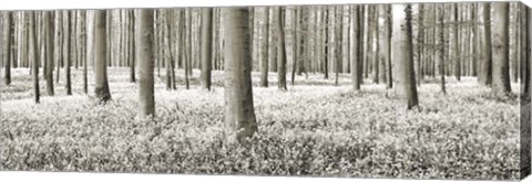 Framed Beech Forest With Bluebells, Belgium Print