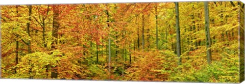 Framed Beech Forest in Autumn, Kassel, Germany Print