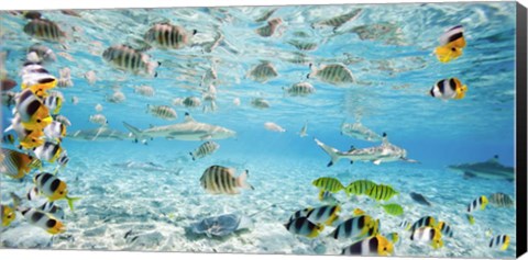 Framed Fish and sharks in Bora Bora lagoon Print