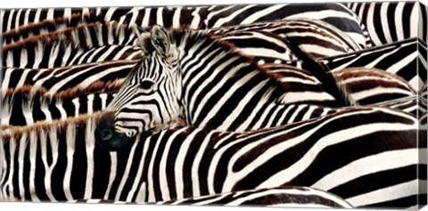 Framed Herd of Zebras Print